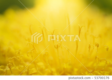 Dandelions on a blurred background 53700176