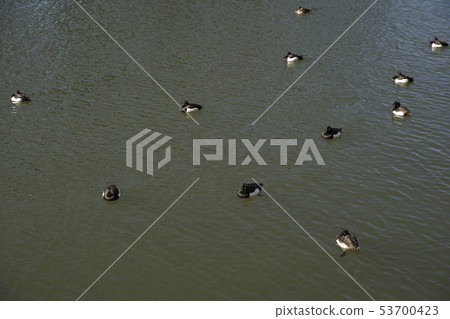 皇宮鳥 皇宮鳥 53700423