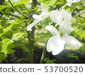 Dogwood 53700520