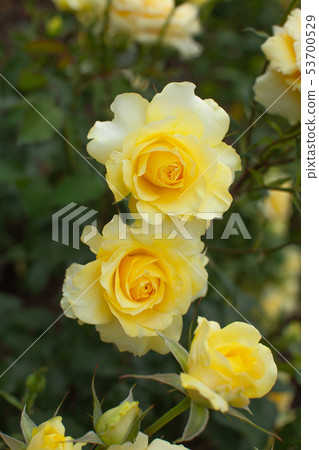 Rose "Golden medallion" 53700529