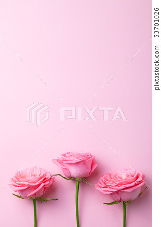 Rose flower on pink background. Top view. Copy space. Rose flower on pink background. Top view. Copy space. 53701026