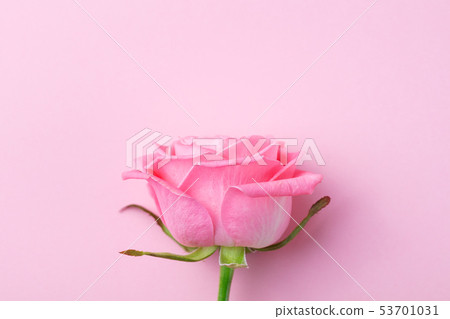 Rose flowers on pink background. Top view. Copy space. Rose flowers on pink background. Top view. Copy space. 53701031