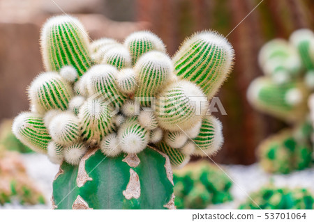 Green Cactus top view on rock garden Green Cactus top view on rock garden 53701064