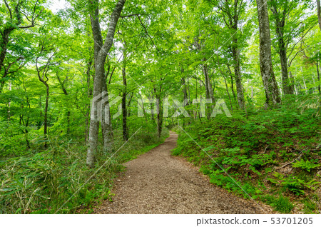 [Aomori Prefecture Shirakami Sanchi 12 lakes] Spring beech natural forest is a clear green world 53701205