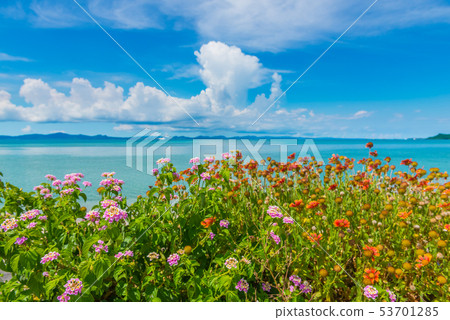 鮮花和沖繩海 鮮花和沖繩海 53701285