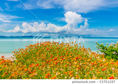 Flowers and the sea of Okinawa Flowers and the sea of Okinawa 53701287