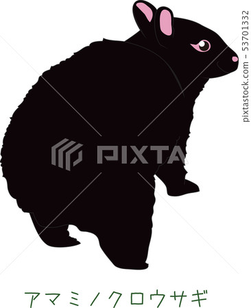 Amami, a rare rabbit, an amami rabbit 53701332