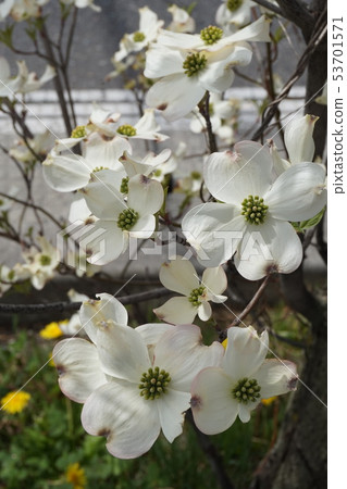 Dogwood 53701571