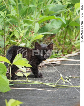 Kitten / stray cat 53701669