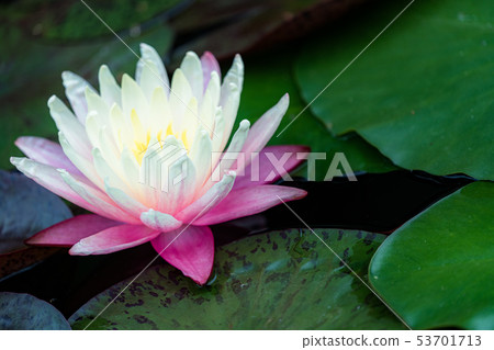 Water lily flower 1 53701713