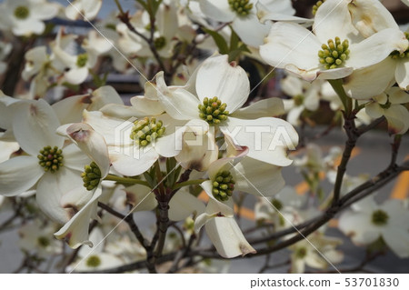 Dogwood 53701830