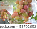 Grape picking 53702652