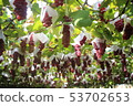 Grape picking 53702653