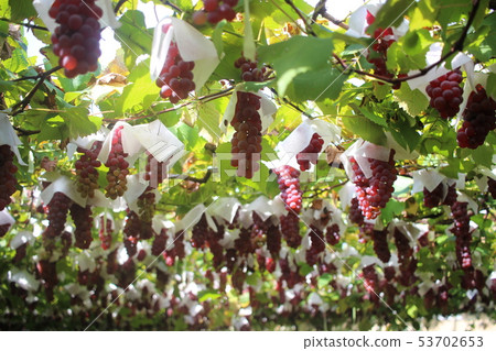 Grape picking 53702653