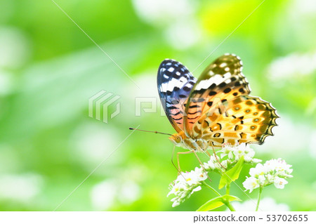 藍鰭金槍魚豹(女)和蕎麥花 藍鰭金槍魚豹(女)和蕎麥花 53702655