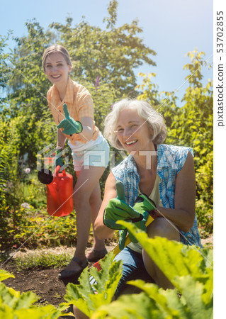Senior woman working in the vegetables while daughter is watering garden 53702855