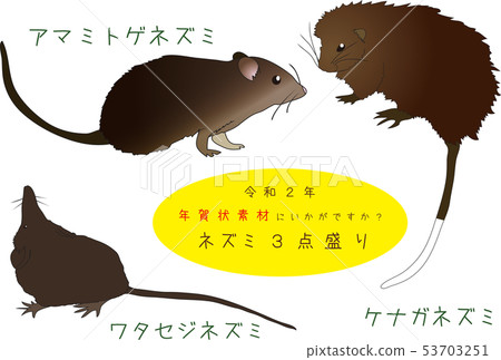 南國的奄美3點堆 南國的奄美3點堆 53703251
