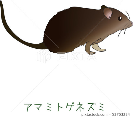 Amami rat in the country - Stock Illustration [53703254] - PIXTA