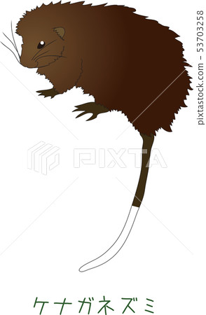 Amami rat mouse rattle rat 53703258