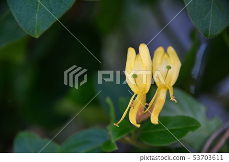 金銀花(吸吮喉嚨) 金銀花(吸吮喉嚨) 53703611