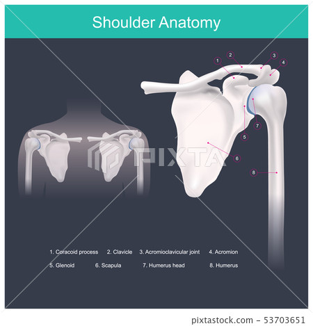 Shoulder Anatomy. 53703651