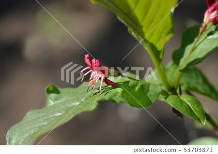 Alpine Honeysuckle 53703871