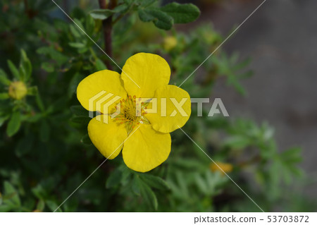 Shrubby cinquefoil Sommerflor 53703872