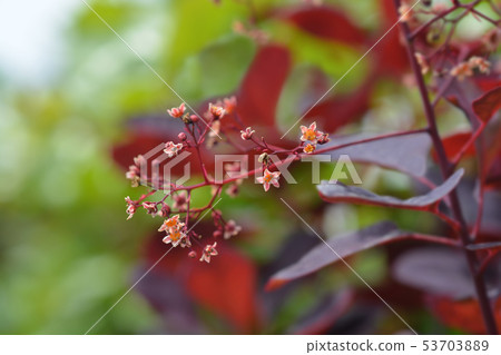 Smoke tree Royal Purple 53703889