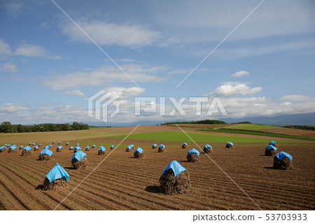 以北海道美瑛山為原料製作的豆角豆的秋季傳統 53703933