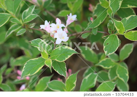 Rosewood flower Rosewood flower 53704433