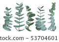 Eucalyptus gunnii, silver dollar greenery, gum 53704601