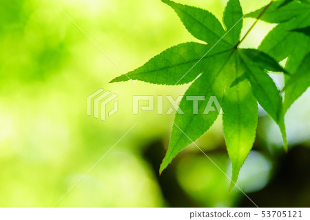 新鮮的綠色eco圖像綠色槭樹 新鮮的綠色eco圖像綠色槭樹 53705121