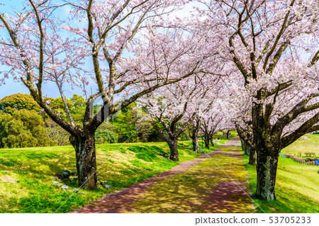 Hyakuhanadai公園的櫻花[長崎縣雲仙市] 53705233