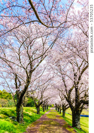 Cherry blossoms in Hyakuhanadai Park [Unzen City, Nagasaki Prefecture] 53705235
