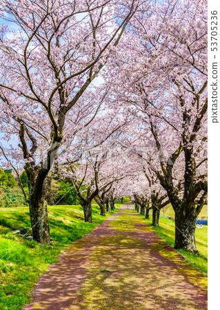 Cherry blossoms in Hyakuhanadai Park [Unzen City, Nagasaki Prefecture] 53705236