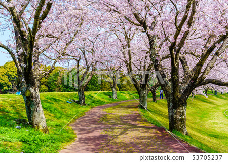 Hyakuhanadai公園的櫻花[長崎縣雲仙市] 53705237