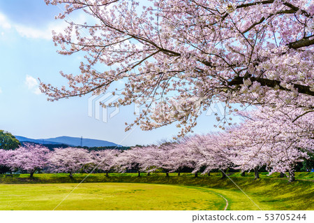 Hyakuhanadai公園的櫻花[長崎縣雲仙市] 53705244