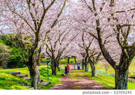 Hyakuhanadai公園的櫻花[長崎縣雲仙市] 53705245
