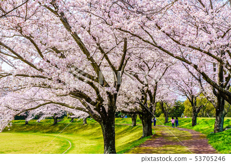 Hyakuhanadai公園的櫻花[長崎縣雲仙市] 53705246