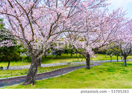Hyakuhanadai公園的櫻花[長崎縣雲仙市] 53705263