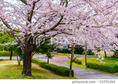 Hyakuhanadai公園的櫻花[長崎縣雲仙市] 53705264
