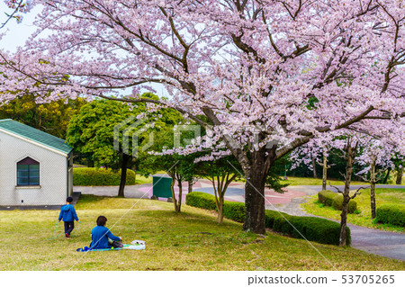Hyakuhanadai公園的櫻花[長崎縣雲仙市] 53705265
