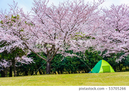 Hyakuhanadai公園的櫻花[長崎縣雲仙市] 53705266