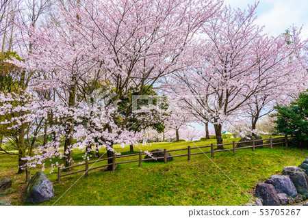 Hyakuhanadai公園的櫻花[長崎縣雲仙市] 53705267