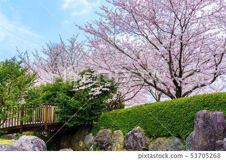 Hyakuhanadai公園的櫻花[長崎縣雲仙市] 53705268