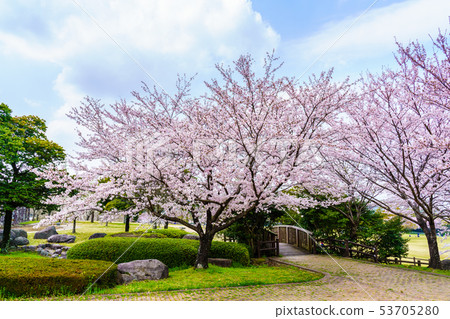 Cherry blossoms in Hyakuhanadai Park [Unzen City, Nagasaki Prefecture] 53705280