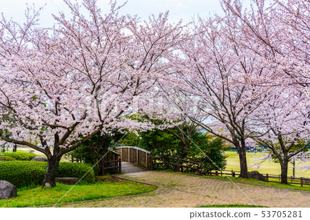 Cherry blossoms in Hyakuhanadai Park [Unzen City, Nagasaki Prefecture] 53705281