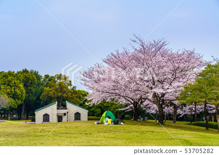 Hyakuhanadai公園的櫻花[長崎縣雲仙市] 53705282