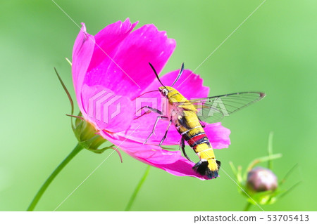 Oos shishaba and cosmos flower Oos shishaba and cosmos flower 53705413