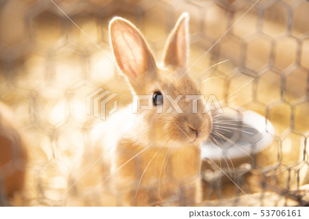 Rabbit  53706161